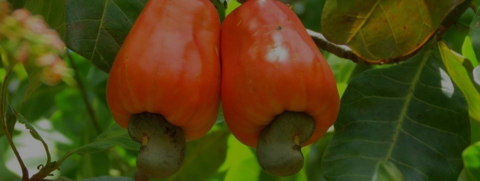 Raw Cashew Nut